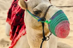 camel-ride-dubai-safari