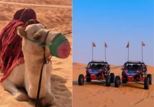 Dubai Dune Buggy and Camel Ride